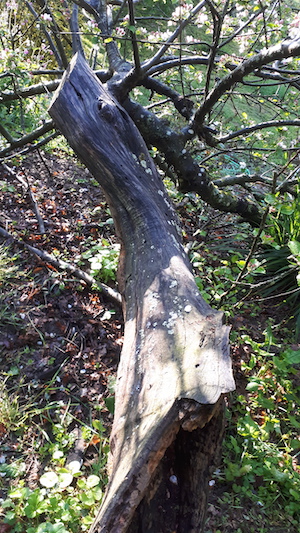 Le Jardin aux Crouteaux