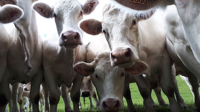 Les vaches du Morvan