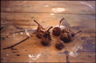 Pomme et poires pourries